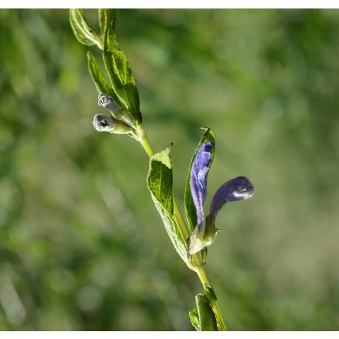 Scutellaria galericulata