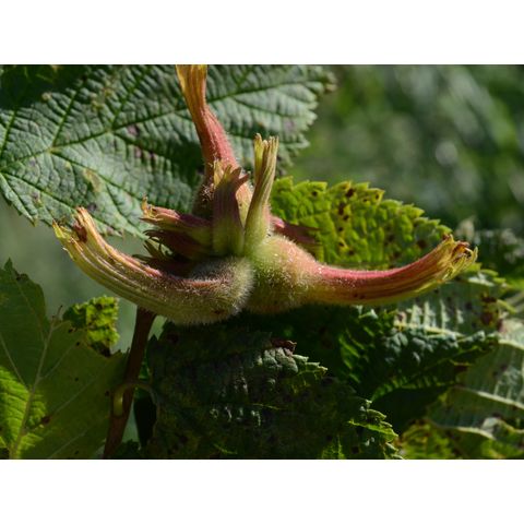 Corylus cornuta