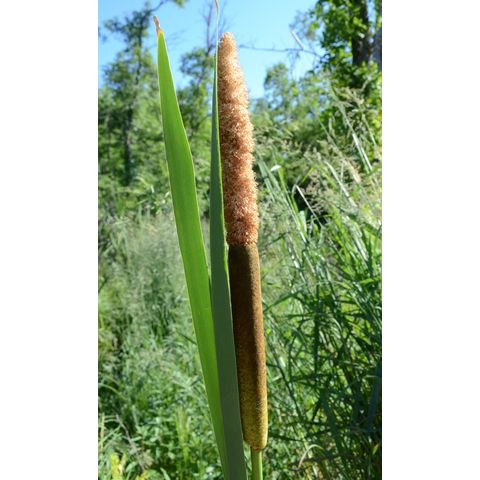 Typha latifolia