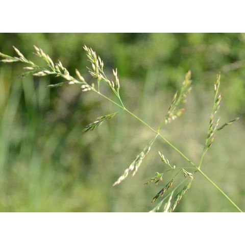 Calamagrostis canadensis