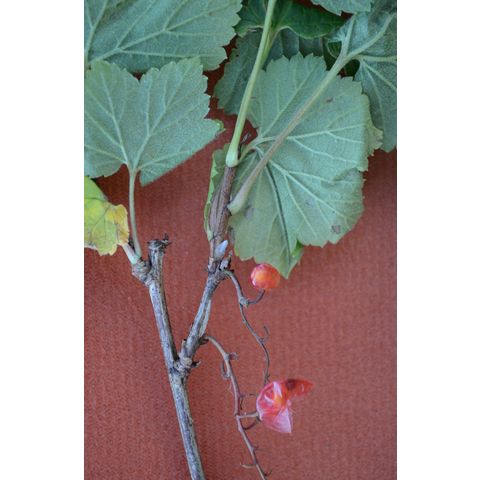 Ribes americanum