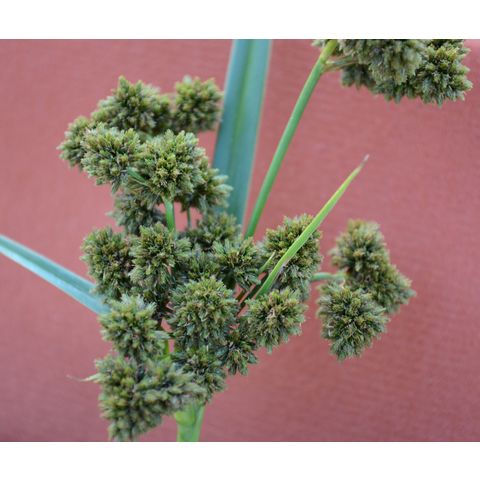 Scirpus pallidus