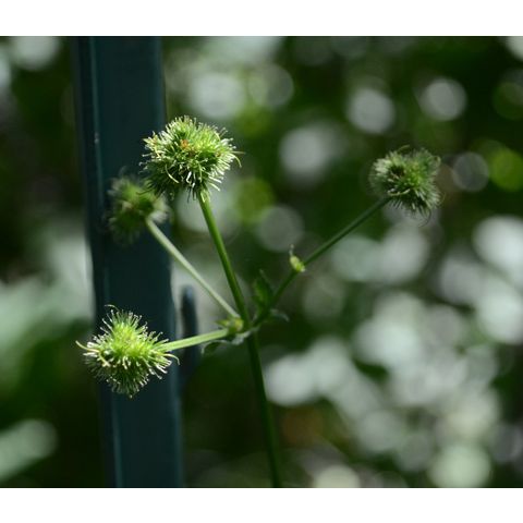 Sanicula marilandica