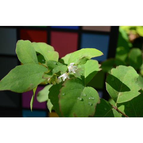 Symphoricarpos occidentalis