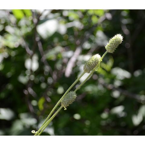 Anemone cylindrica