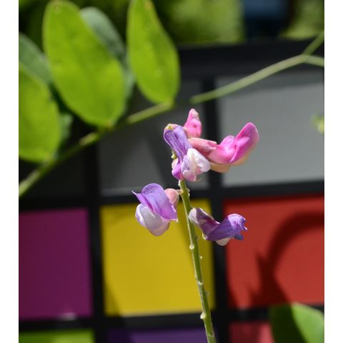 Lathyrus venosus