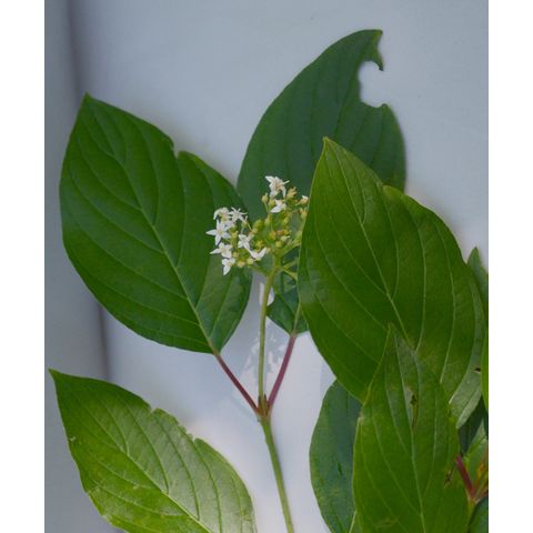 Cornus sericea