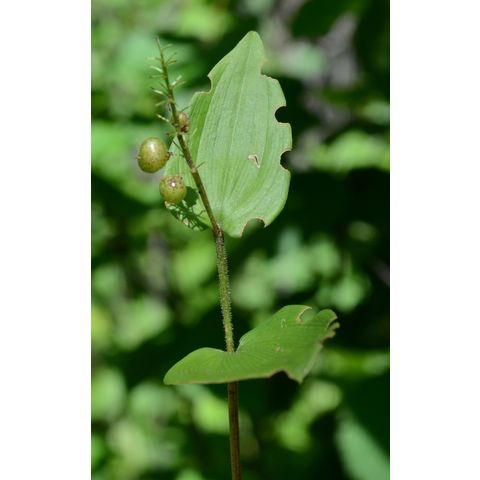 Maianthemum canadense