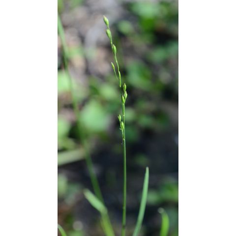 Poa palustris