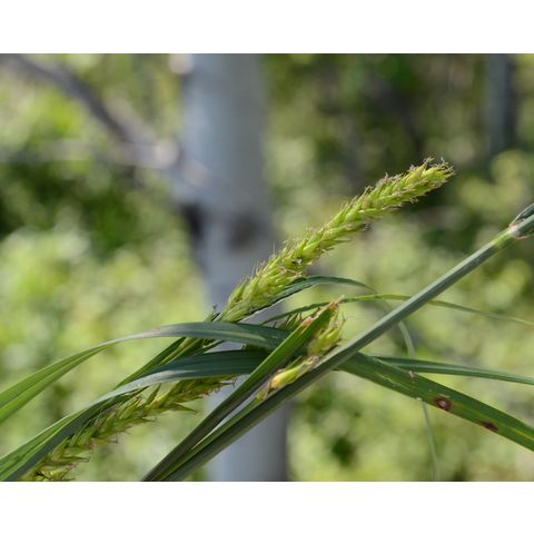 Carex atherodes