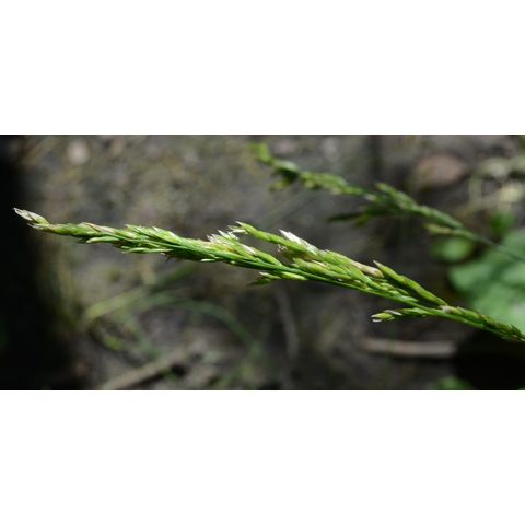 Calamagrostis stricta