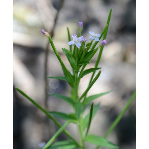 Epilobium ciliatum