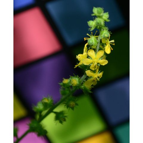 Agrimonia striata