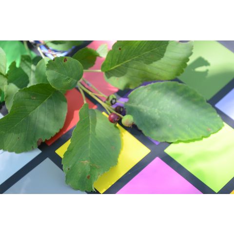 Amelanchier humilis