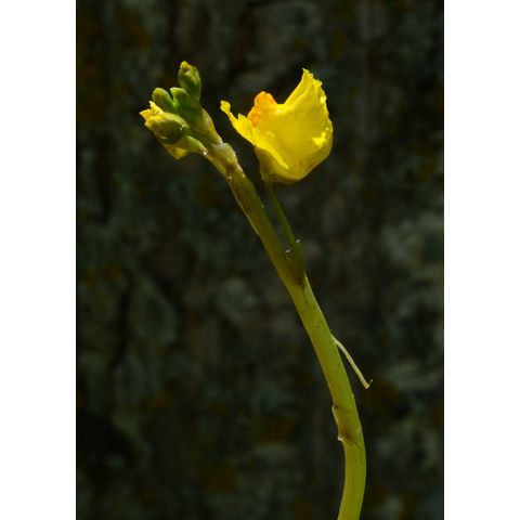 Utricularia macrorhiza