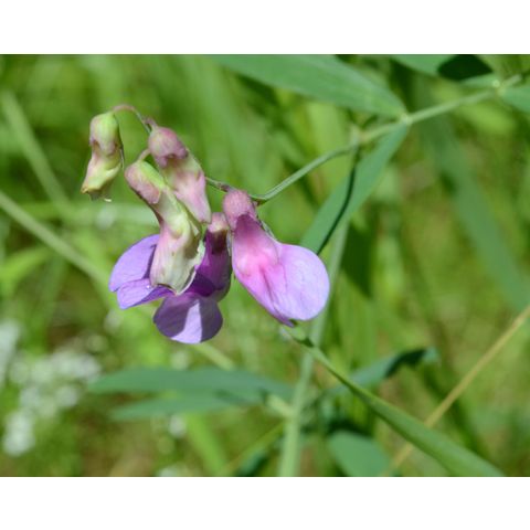 Lathyrus palustris