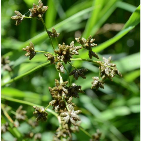 Scirpus microcarpus
