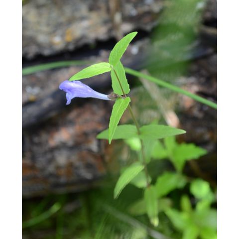 Scutellaria galericulata