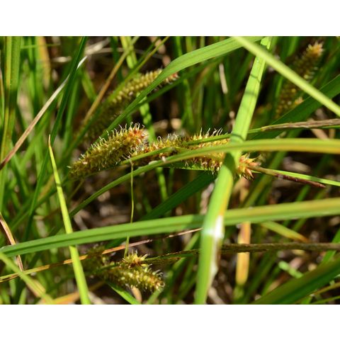 Carex utriculata
