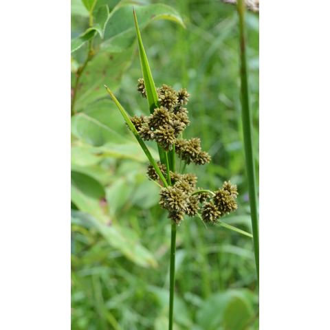 Scirpus pallidus