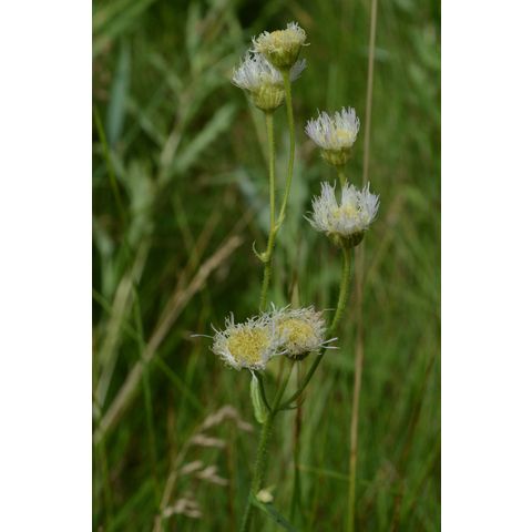 Erigeron philadelphicus