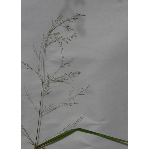 Agrostis hyemalis