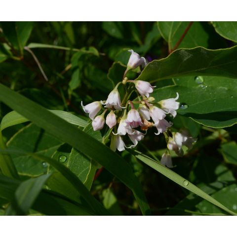Apocynum androsaemifolium