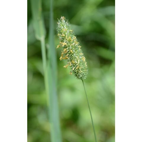 Phleum pratense