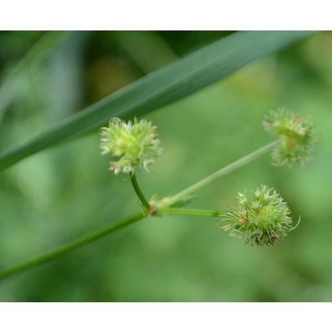 Sanicula marilandica