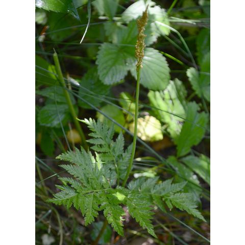 Botrychium virginianum