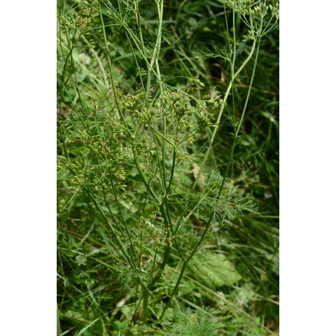 Daucus carota