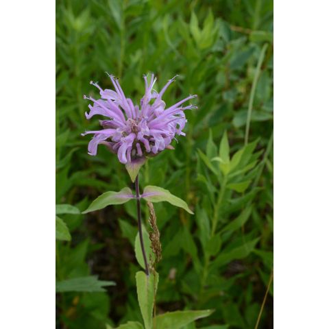 Monarda fistulosa