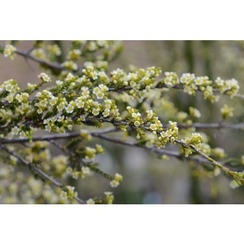 Micromytrus leptocalyx