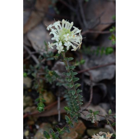 Pimelea humilis