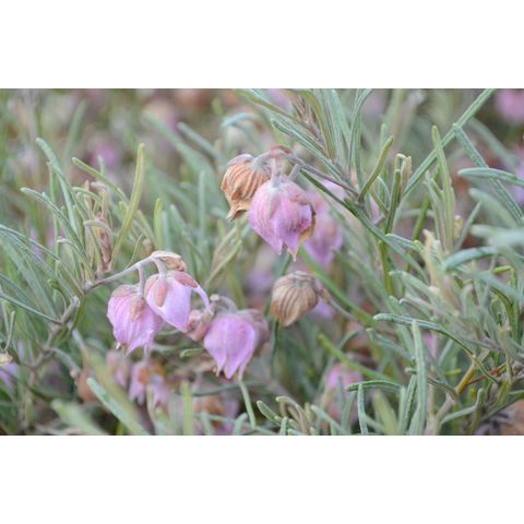 Guichenotia macrantha (Sterculiaceae)