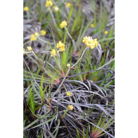 Conostylis aculeata (Haemodoraceae)