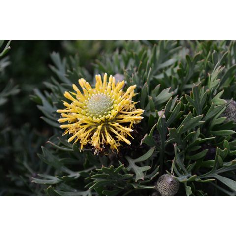 Isopogon anemonifolius 'Woorikee 2000' (Proteaceae)