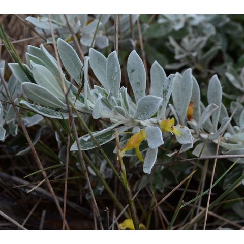Eremophila glabra