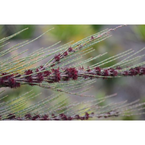 Allocasuarina nana