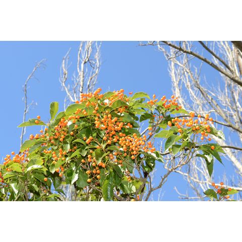 Auranticarpa rhombifolia