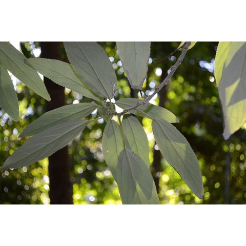 Pipturus argenteus (Urticaceae)