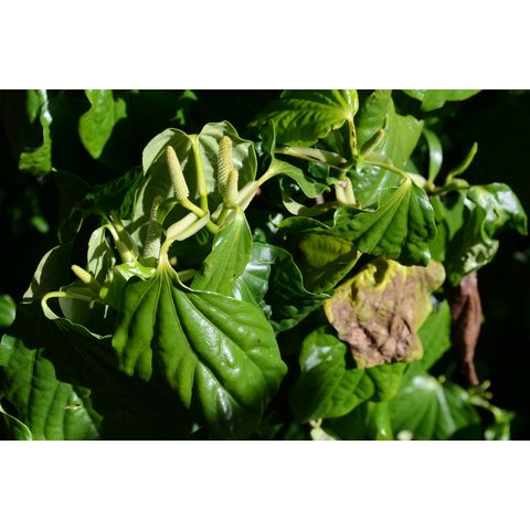 Macropiper excelsum subsp. psittacorum