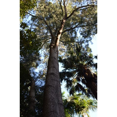 Casuarina cunninghamii