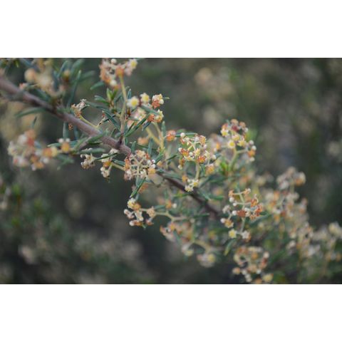 Spyridium daltonii (Rhamnaceae)