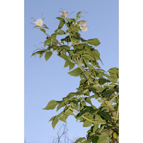 Dahlia excelsa (Mexico)