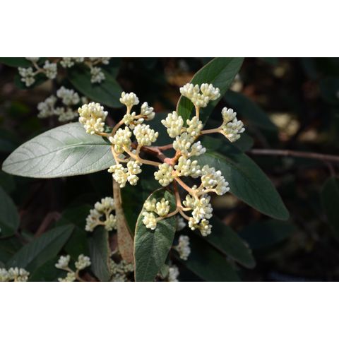 Pomaderris lanigera (Rhamnaceae)