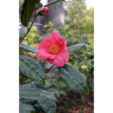 Camellia lucidissima