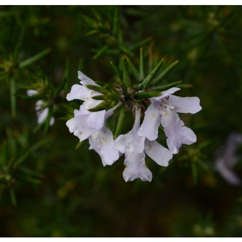 Westringia fruticosa