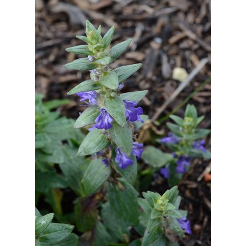 Ajuga australis