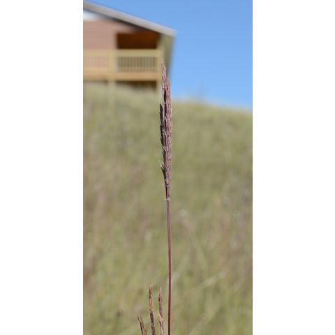 Andropogon gerardii